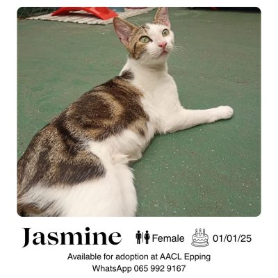 Jasmine