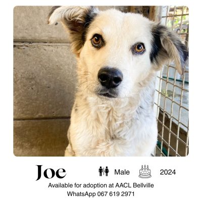 Joe