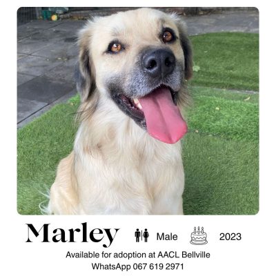 Marley