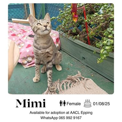 Mimi