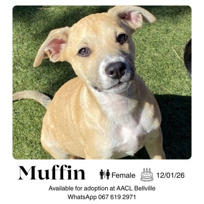 Muffin