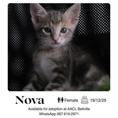 Nova