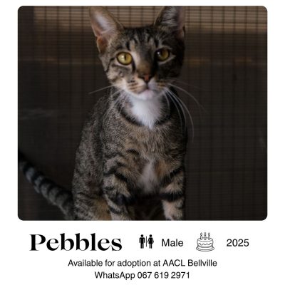 Pebbles