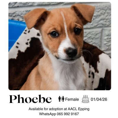Phoebe