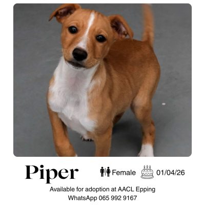 Piper