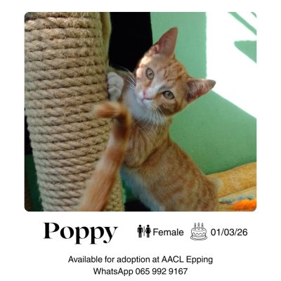 Poppy