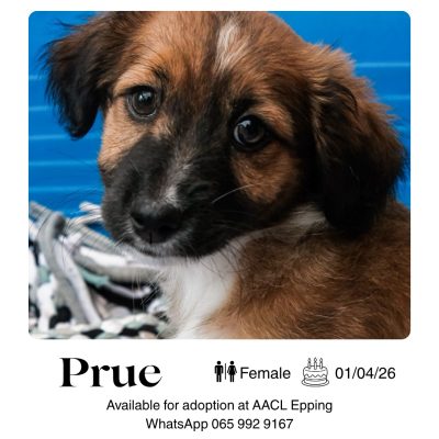 Prue