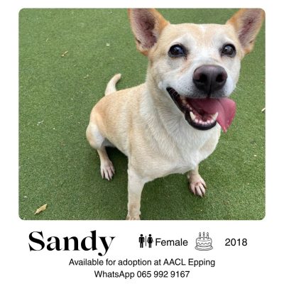 Sandy