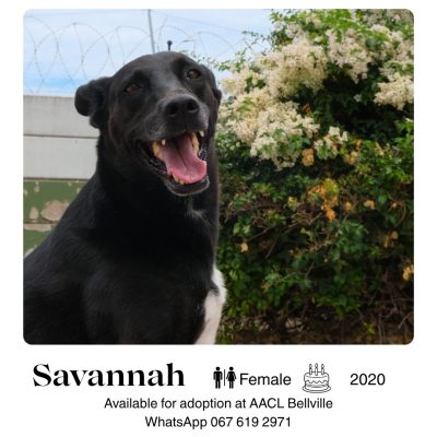 Savannah