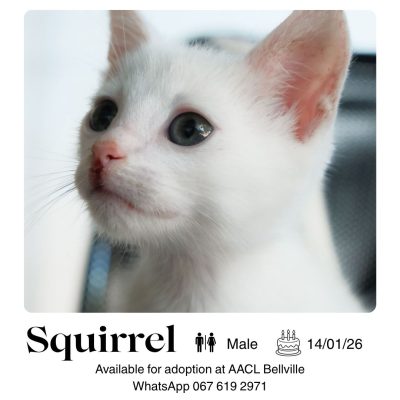 Squirrel