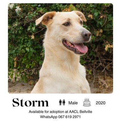 Storm