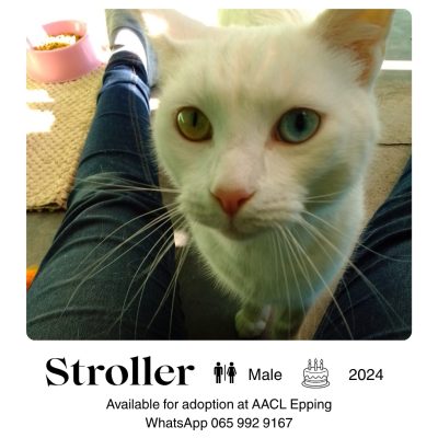 Stroller