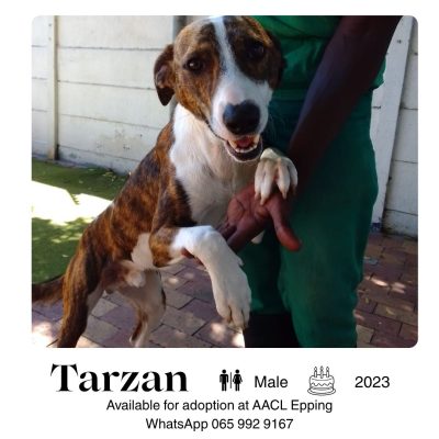 Tarzan