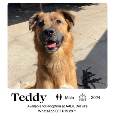 Teddy