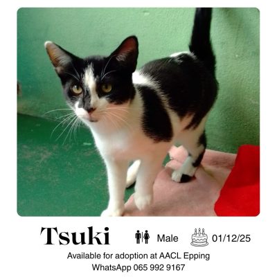 Tsuki