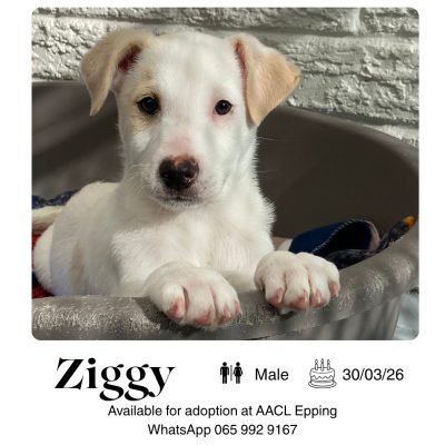 Ziggy